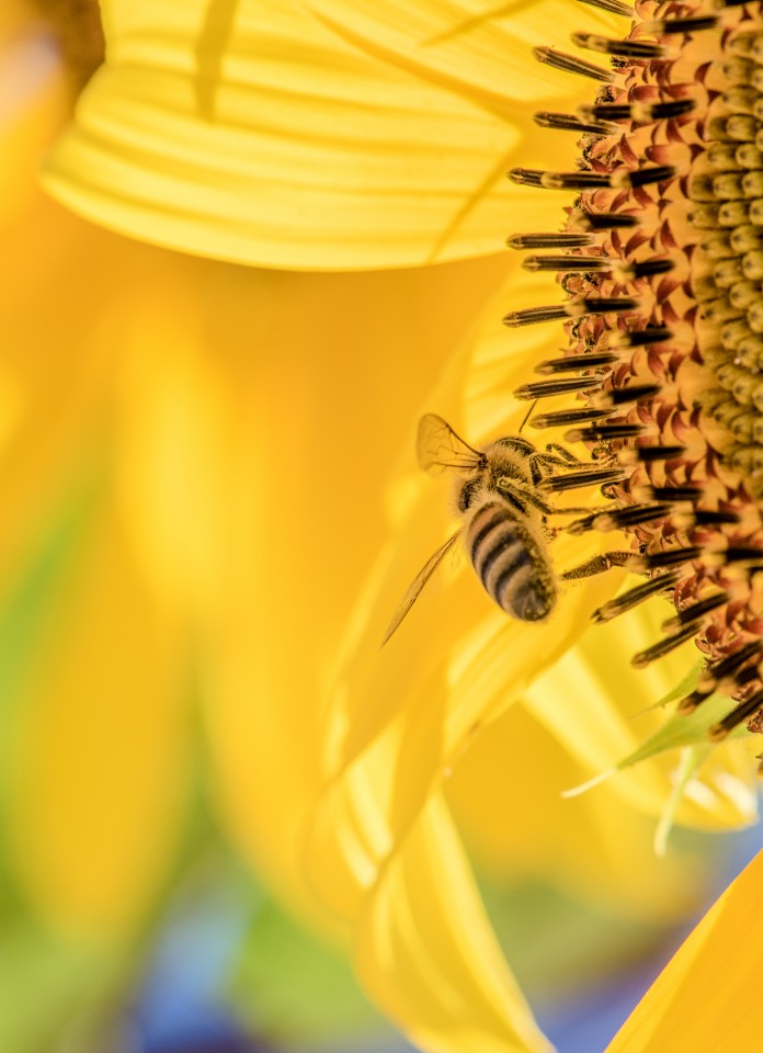 A honeybee gathering pollen on a sunflower